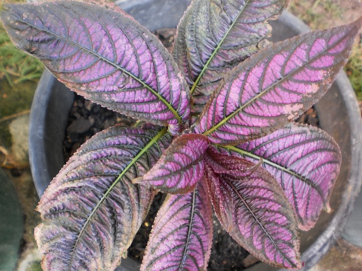 Persian Shield  Strobilanthes dyerianus.JPG - Strobilanthes dyerianus: Persian Shield